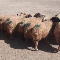 میش|حیوانات مزرعه|حمیل, |دیوار