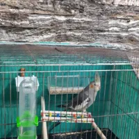 طوطی عروس هلندی با قفس|پرنده|بابل, |دیوار