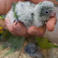 طوطی راهب|پرنده|اصفهان, هفتون|دیوار