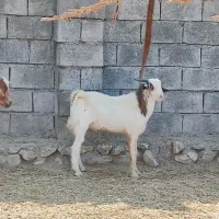 نری سالم کمتر از یک سال هستن چاق و سرحال|حیوانات مزرعه|آسمینون, |دیوار