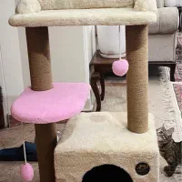 خانه درختی گربه