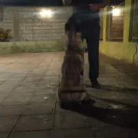 مربی سگ. آموزش سگ. پانسیون سگ|خدمات آموزشی|شیراز, میانرود|دیوار