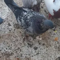 چند کبوتر|پرنده|جم, |دیوار