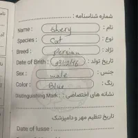 گربه پرشین|گربه|همدان, |دیوار