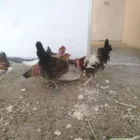مرغ و خروس|حیوانات مزرعه|مشکین‌دشت, |دیوار
