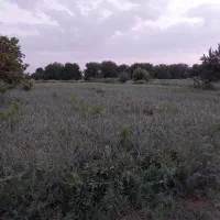 زمین کشاورزی برای اجاره