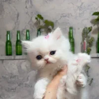 بیریتیش لانگ هیر وارداتی