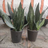 بنجامین سانسوریا فیکوس یوکا|گل و گیاه طبیعی|محمدشهر, شهرک چمران|دیوار