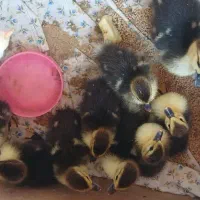 جوجه اردک اسراییلی ۱۰ روزه