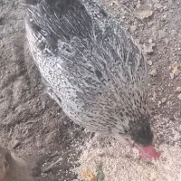 مرغ تخم گذار