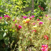 فروش باغ ویلایی دراسکو