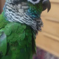 یک جفت گرینچیک فروشی