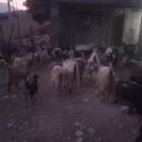 گله بز