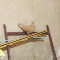 تعدادی کبوتر|پرنده|زاهدان, |دیوار