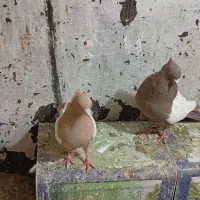 فروش کفتر|پرنده|شیراز, سهل‌آباد|دیوار