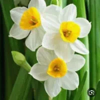 پیاز نرگس مرغوب