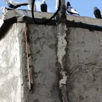 کفتر همه چی تموم|پرنده|مشکین‌دشت, |دیوار