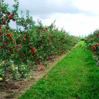 اجاره واحد سرایداری