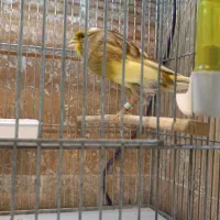 1جفت قناری یورک