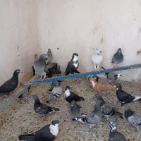 20عدد جوجه کبوتر