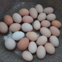 تخم مرغ نطفه دار محلی