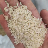 برنج کامفیروزی برنج عنبربو|خوردنی و آشامیدنی|شیراز, شریف‌آباد|دیوار