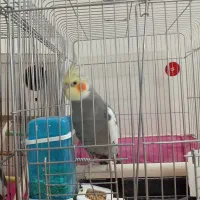 عروس هلندی|پرنده|تهران, شهرک صدرا|دیوار