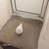 کفتر|پرنده|مشگین شهر, |دیوار