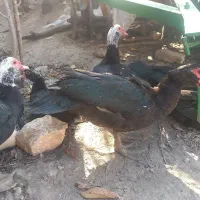 غاز/قوغاز/اردک محلی/اردک خارجی|حیوانات مزرعه|دوزین, |دیوار