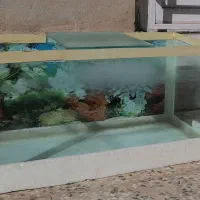 آکواریوم ماهی