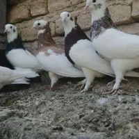 کبوترکفترطوقی|پرنده|فسا, |دیوار