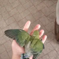 طوطی برزیلی وعروس