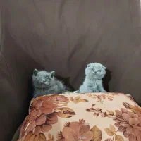 اسکاتیش بلو