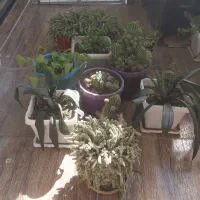 تعدادی گل با گلدان