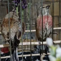 سهر قناری سینه سرخ جنگلی