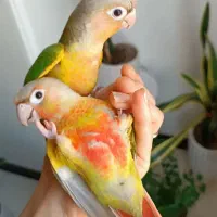 پاکوتاه نسل جدید خورشیدی دستی وسخنگوو...|پرنده|اصفهان, شیخ اشراق|دیوار