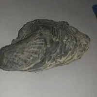 فسیل صدف دوطرفه