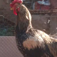 مرغ وخروس به فروش میرسد