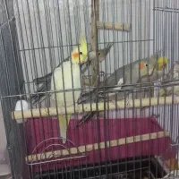 پرنده|پرنده|سوسنگرد, |دیوار