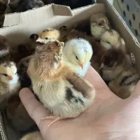 فروش جوجه یک‌ماهه