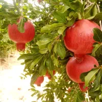 انار درجه یک