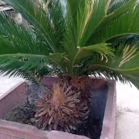 سیکاس ماده|گل و گیاه طبیعی|رشت, پاره بیجار|دیوار