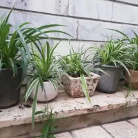 گل طبیعی