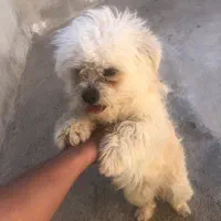 سگ پاکوتاه