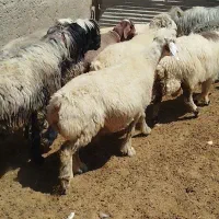 ۳۰تا میش داشتی روزگاری|حیوانات مزرعه|شیراز, رحمت‌آباد|دیوار