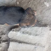 ۲توله ژرمن با مادر|سگ|بهشهر, |دیوار