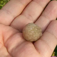 زوعه مار|جواهرات|یاسوج, |دیوار