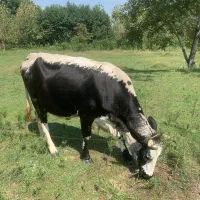 گاو دو رگ هلشتاین حامله