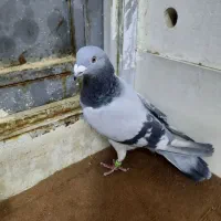 کبوترنر پلاکی