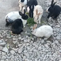 خرگوش|موش و خرگوش|دهدشت, |دیوار